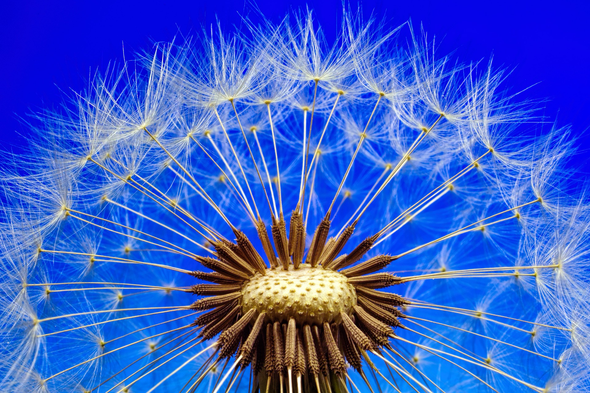 dandelion