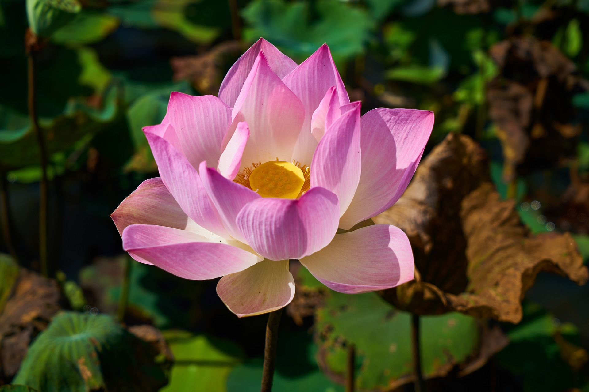 lotus