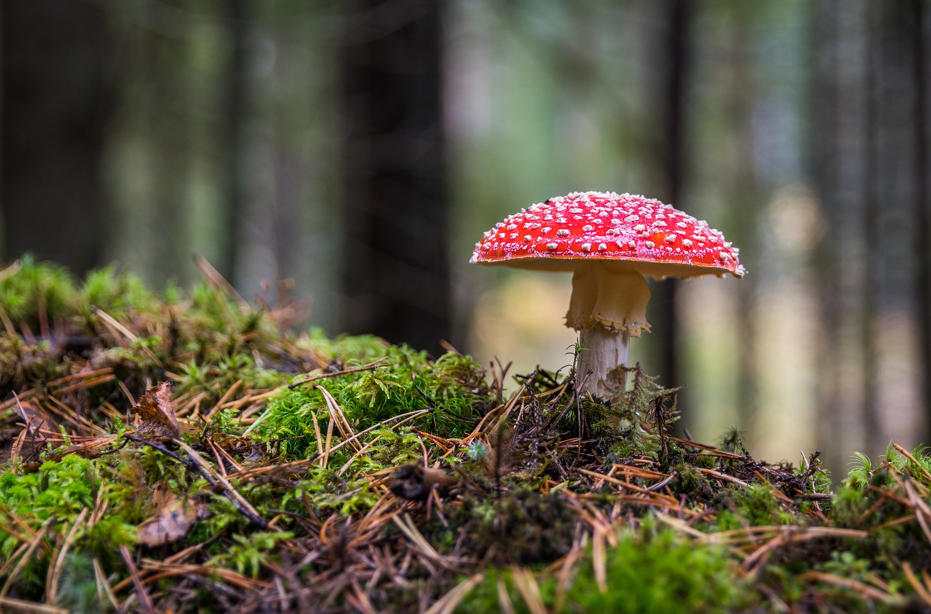 mushroom
