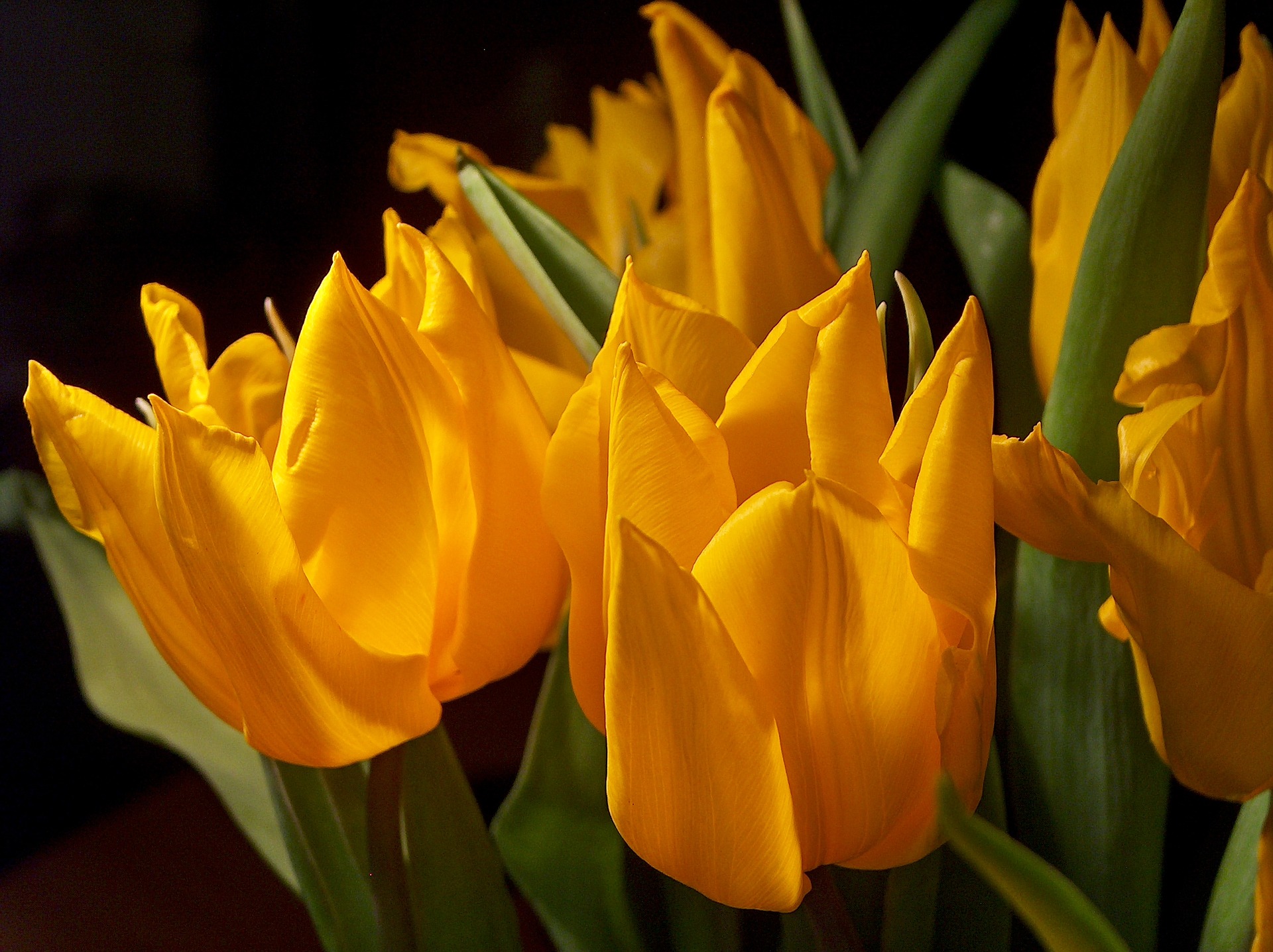 Tulip